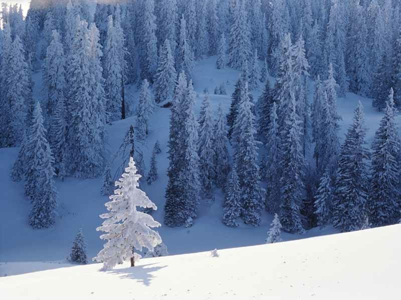 Season-(Winter-Snow-ฤดูหนาว-หิมะตก)HD-Wallpapers-Backgrounds ภาพพื้นหลัง พักหน้าจอ No.41