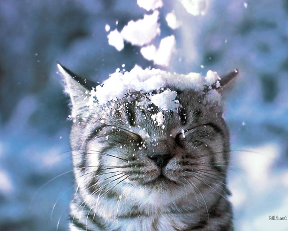 Season-(Winter-Snow-ฤดูหนาว-หิมะตก)HD-Wallpapers-Backgrounds ภาพพื้นหลัง พักหน้าจอ No.46