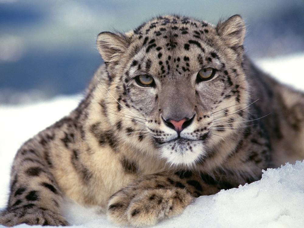 Season-(Winter-Snow-ฤดูหนาว-หิมะตก)HD-Wallpapers-Backgrounds ภาพพื้นหลัง พักหน้าจอ No.46