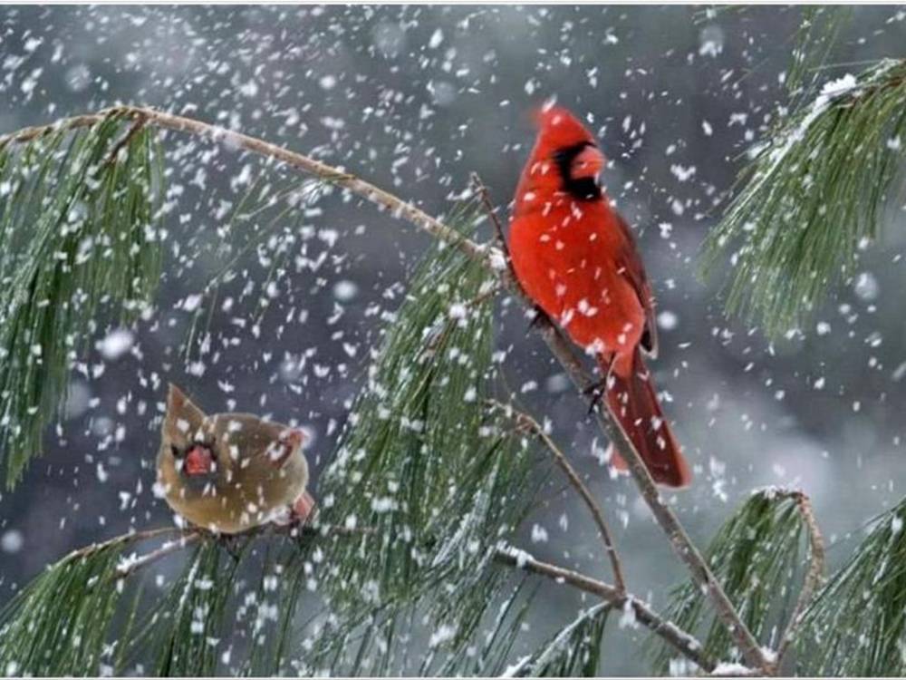 Season-(Winter-Snow-ฤดูหนาว-หิมะตก)HD-Wallpapers-Backgrounds ภาพพื้นหลัง พักหน้าจอ No.46