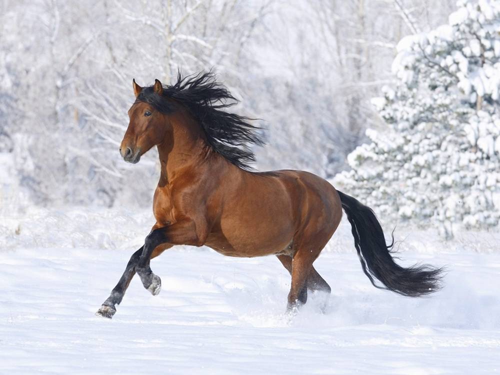 Season-(Winter-Snow-ฤดูหนาว-หิมะตก)HD-Wallpapers-Backgrounds ภาพพื้นหลัง พักหน้าจอ No.47