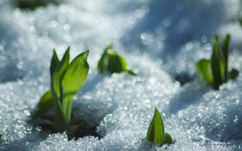 Season-(Winter-Snow-ฤดูหนาว-หิมะตก)HD-Wallpapers-Backgrounds ภาพพื้นหลัง พักหน้าจอ No.50