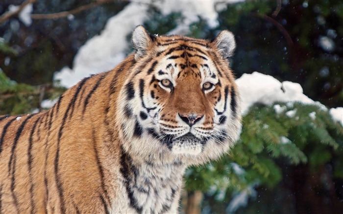 Season-(Winter-Snow-ฤดูหนาว-หิมะตก)HD-Wallpapers-Backgrounds ภาพพื้นหลัง พักหน้าจอ No.51