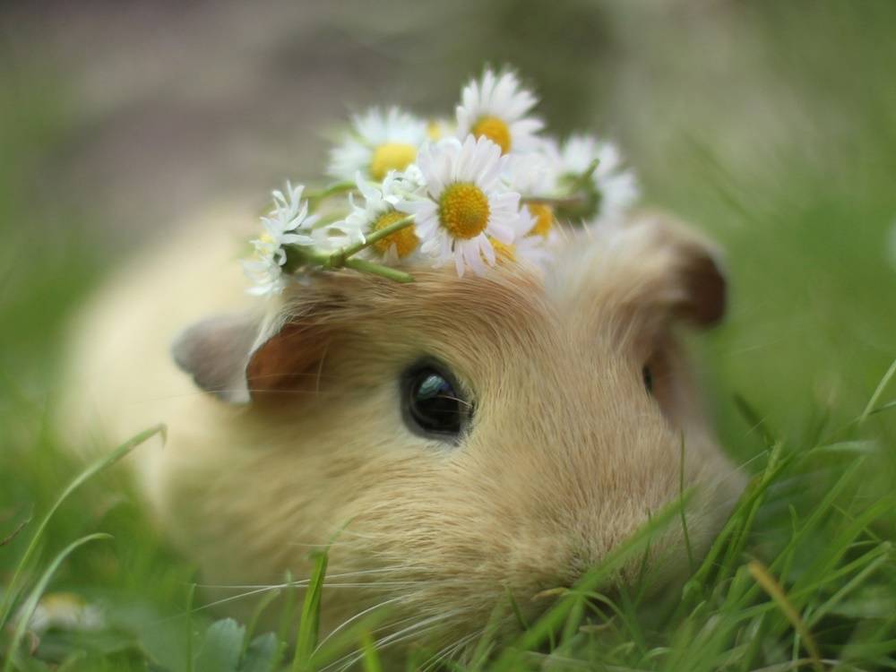 Funny-HD-Wallpapers-Backgrounds ภาพพื้นหลัง พักหน้าจอ No.1