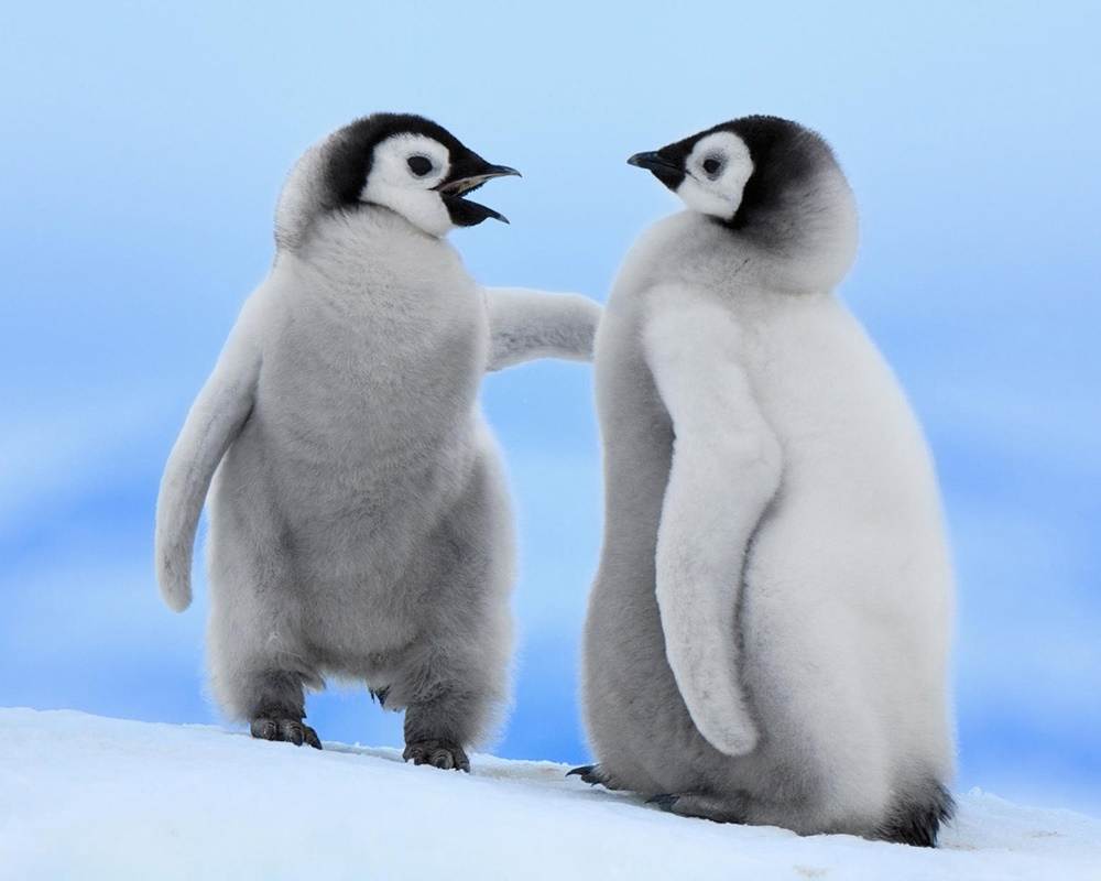 Funny-HD-Wallpapers-Backgrounds ภาพพื้นหลัง พักหน้าจอ No.1