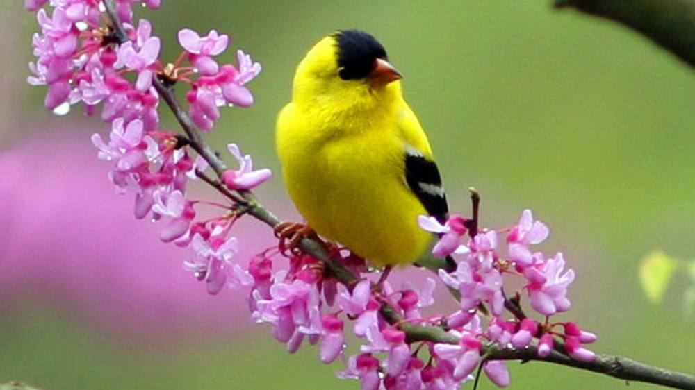 Funny-HD-Wallpapers-Backgrounds ภาพพื้นหลัง พักหน้าจอ No.2
