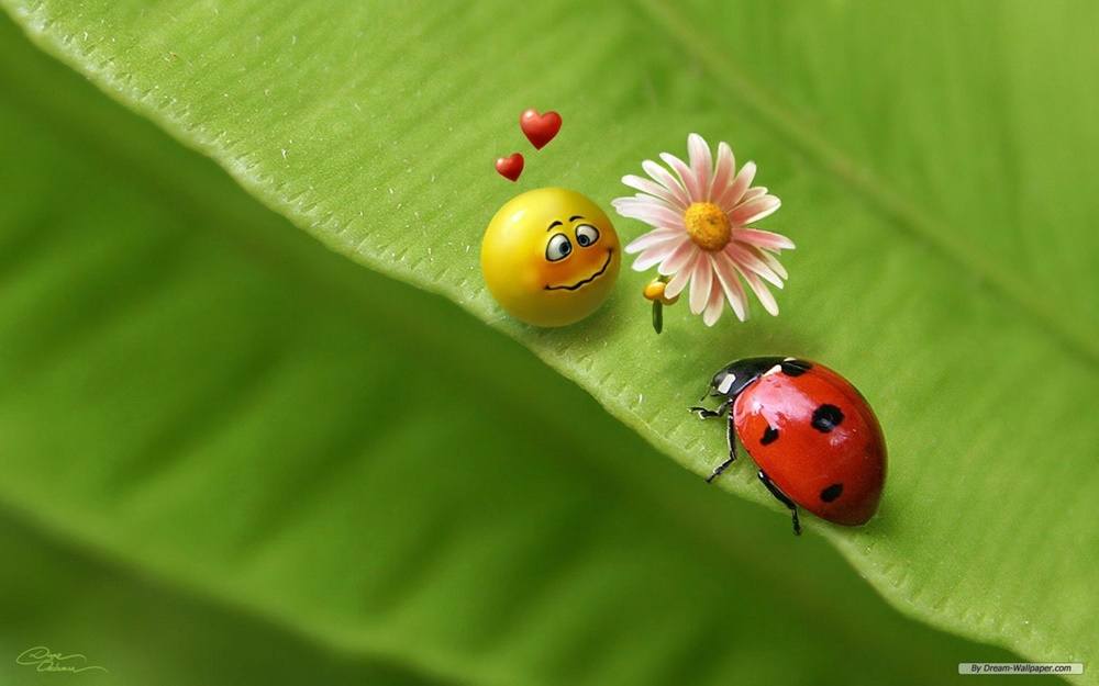 Funny-HD-Wallpapers-Backgrounds ภาพพื้นหลัง พักหน้าจอ No.2