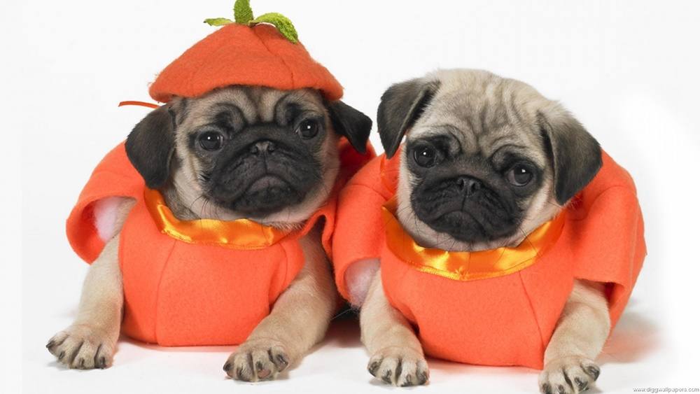 Funny-HD-Wallpapers-Backgrounds ภาพพื้นหลัง พักหน้าจอ No.2
