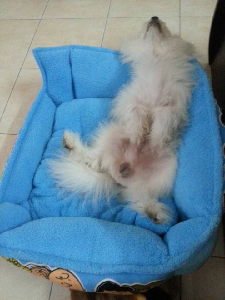 จิมมี่ จัสติน น้องหมา หลับเป็นตายไม่แคร์สื่อ