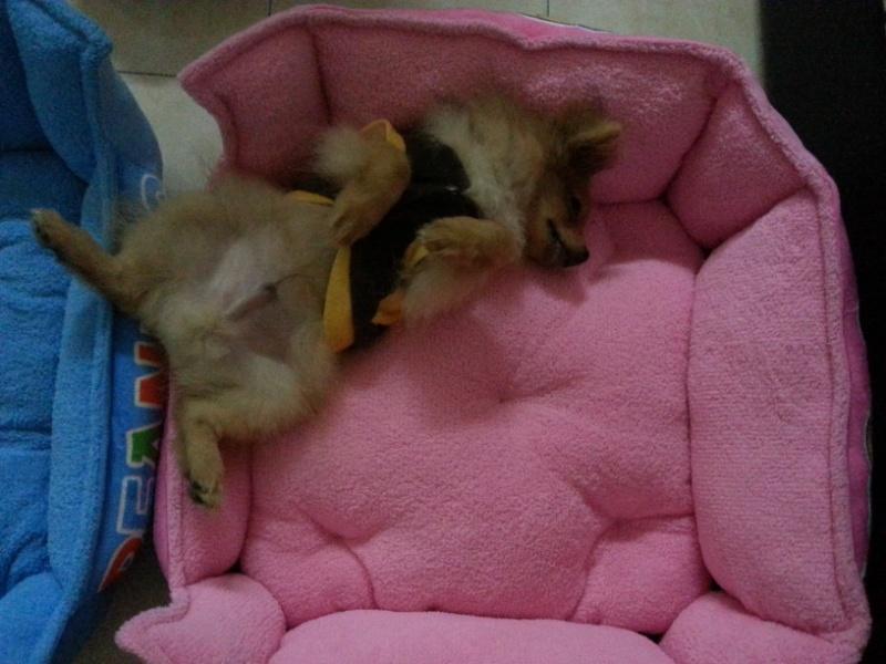 จิมมี่ จัสติน น้องหมา หลับเป็นตายไม่แคร์สื่อ