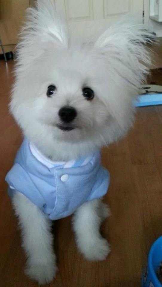 จิมมี่ ปอมเมอเรเนียนผสมสปิท