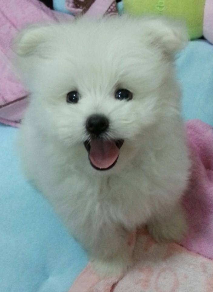 จิมมี่ ปอมเมอเรเนียนผสมสปิท