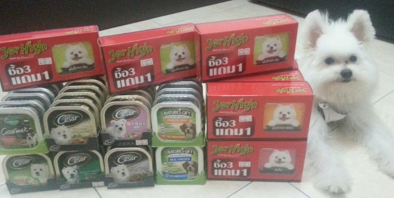 จิมมี่ ปอมเมอเรเนียนผสมสปิท