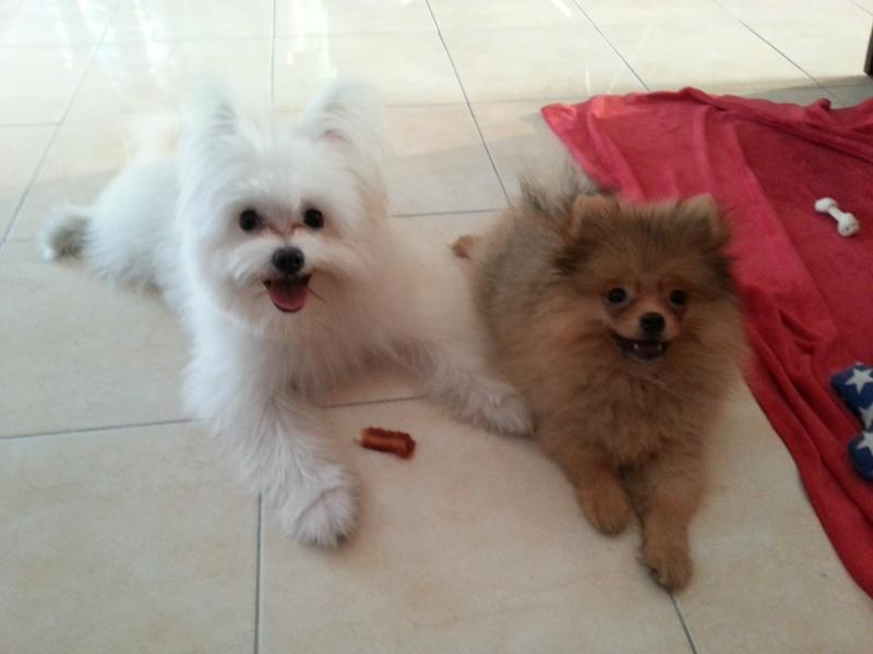 จิมมี่ ปอมเมอเรเนียนผสมสปิท