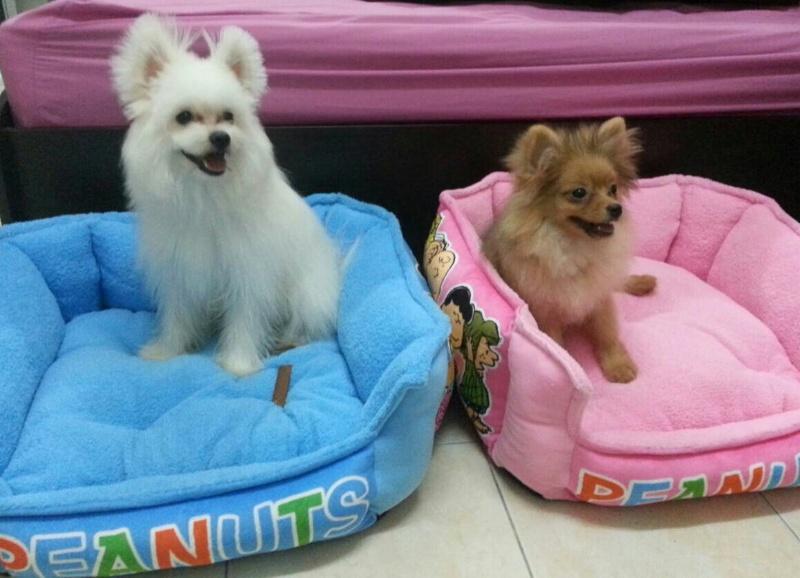 จิมมี่ ปอมเมอเรเนียนผสมสปิท