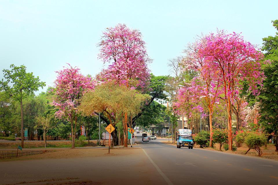 ต้นกาสะเลาหรือ ตะแบก บานทั่วทั้งมหาวิทยาลัย ในหน้าร้อน