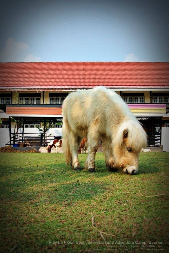 &ldquo;เพ ลา เพลิน&rdquo; พาเพลินในอุทยานดอกไม้มาแรงแห่งภาคอีสาน