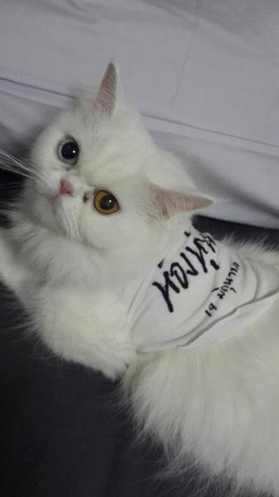 ทูลหัวของบ่าว น่ารักจริงๆเลย