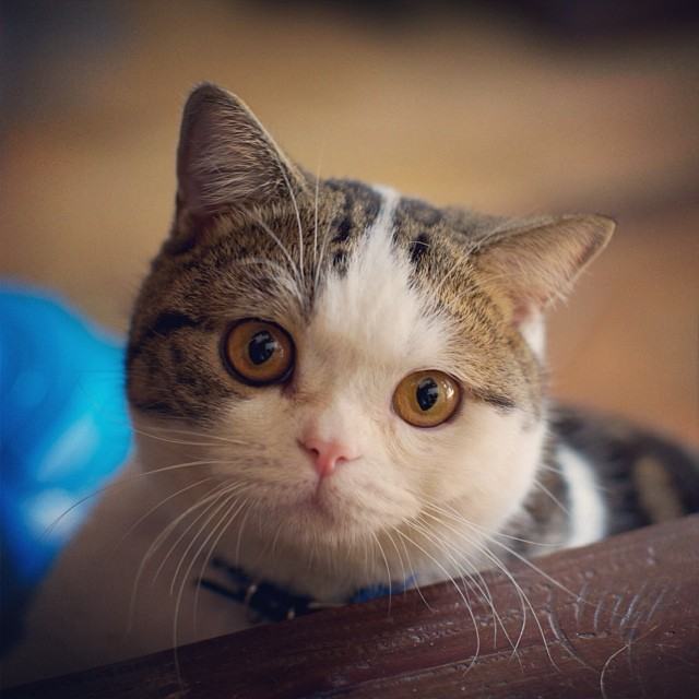 ทูลหัวของบ่าว น่ารักจริงๆเลย