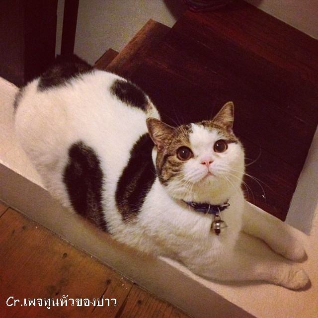 ทูลหัวของบ่าว น่ารักจริงๆเลย