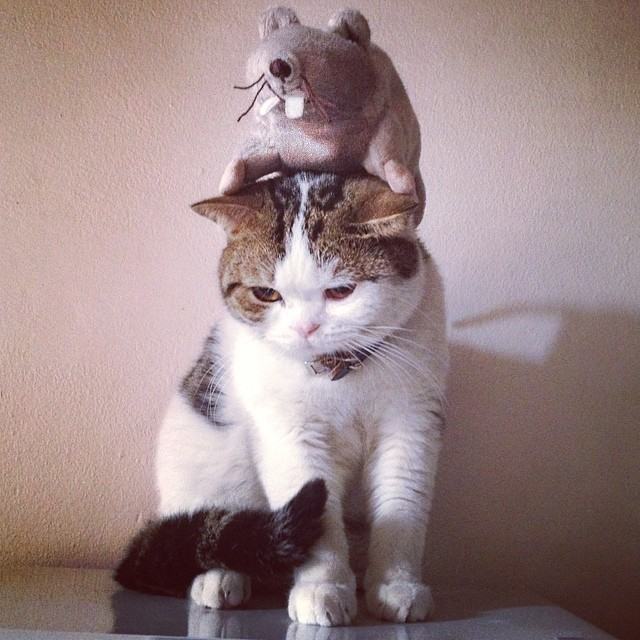 ทูลหัวของบ่าว น่ารักจริงๆเลย