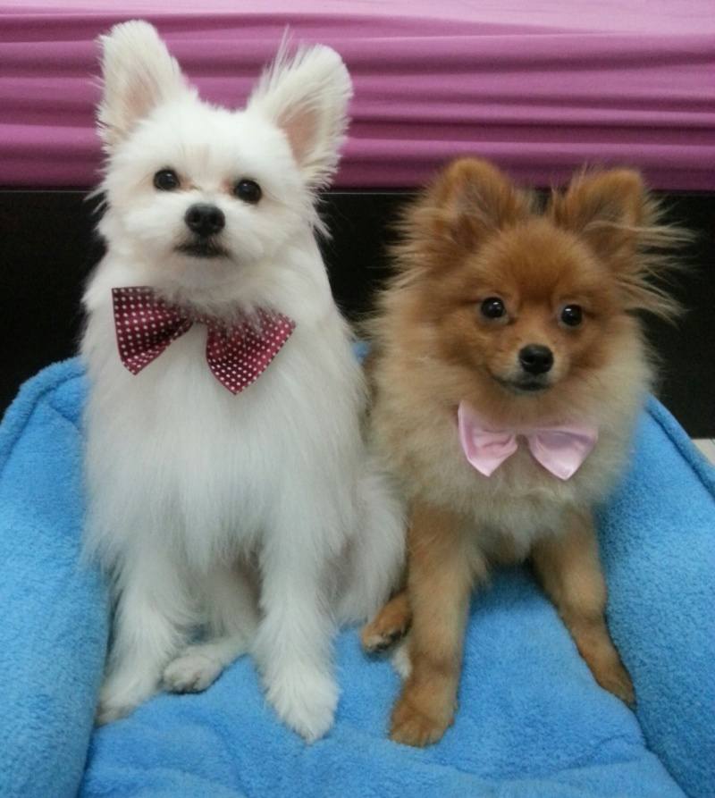 happy dog น้องหมา น่ารัก