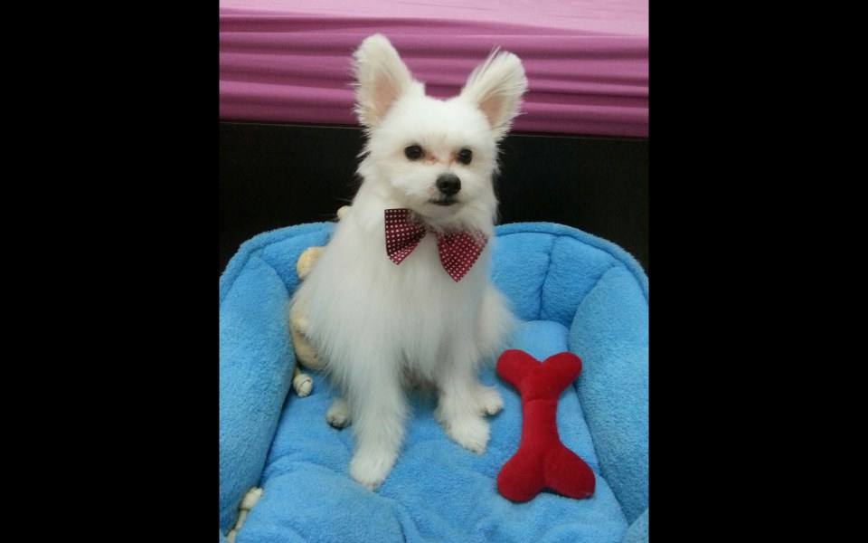happy dog น้องหมา น่ารัก
