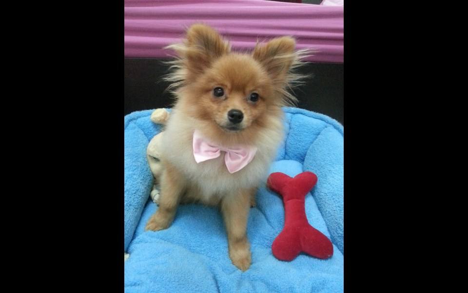 happy dog น้องหมา น่ารัก