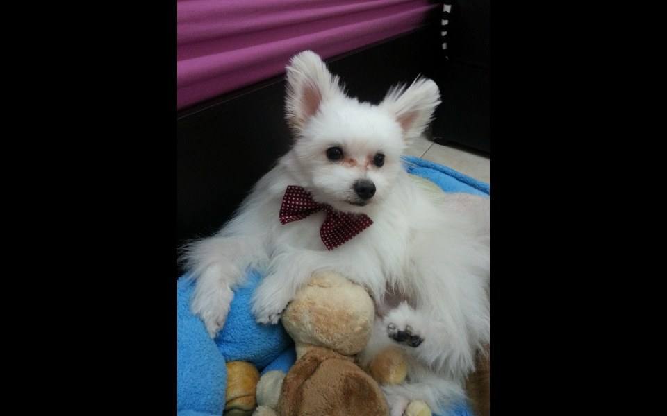 happy dog น้องหมา น่ารัก