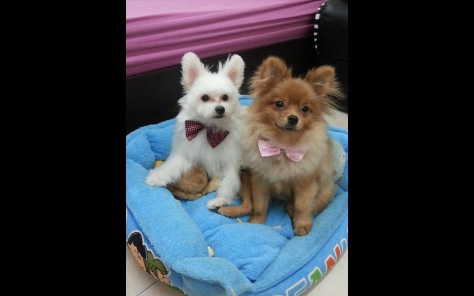 happy dog น้องหมา น่ารัก