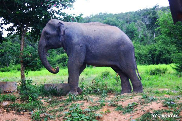 ช้างป่ากุยบุรี