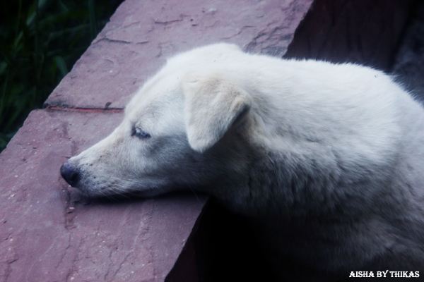 สัตว์เลี้ยงของผม ตอน 1 /Aisha/
