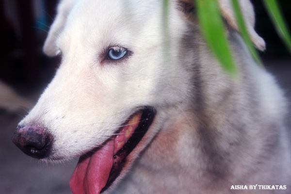 สัตว์เลี้ยงของผม ตอน 1 /Aisha/