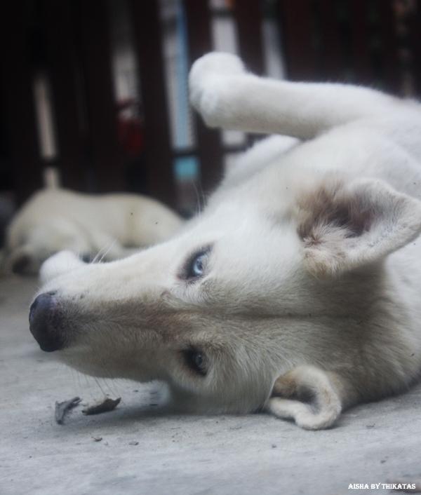 สัตว์เลี้ยงของผม ตอน 1 /Aisha/