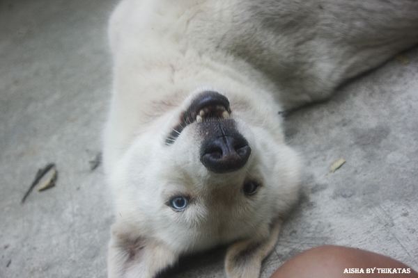 สัตว์เลี้ยงของผม ตอน 1 /Aisha/