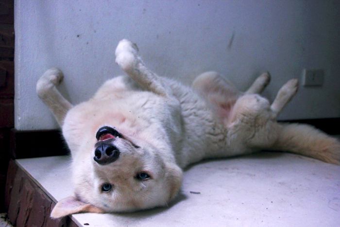 สัตว์เลี้ยงของผม ตอน 1 /Aisha/