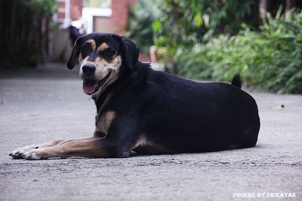 สัตว์เลี้ยงของผม ตอน 2/ Phoebe