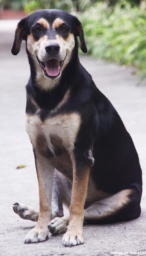 สัตว์เลี้ยงของผม ตอน 2/ Phoebe