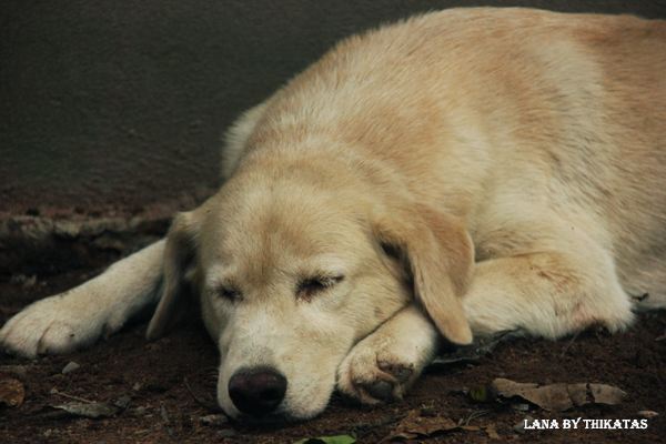 สัตว์เลี้ยงของผม ตอน5/Lana
