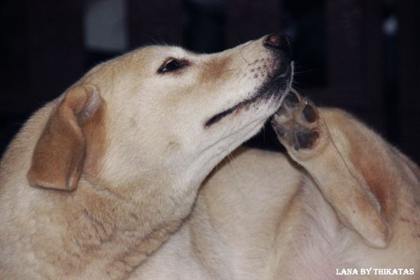 สัตว์เลี้ยงของผม ตอน5/Lana