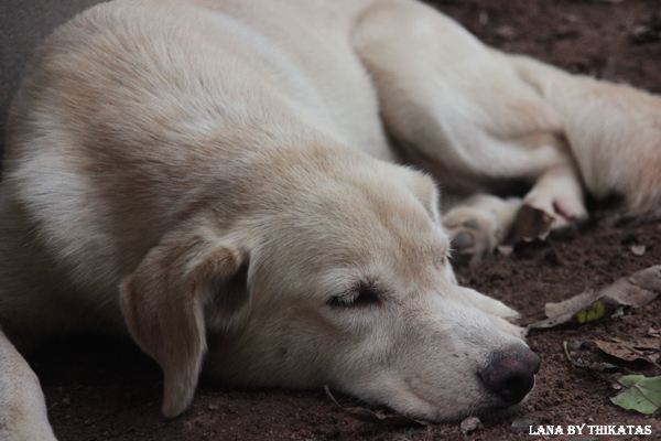 สัตว์เลี้ยงของผม ตอน5/Lana