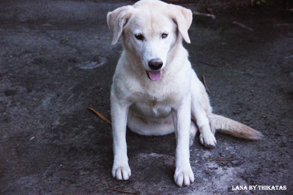สัตว์เลี้ยงของผม ตอน5/Lana