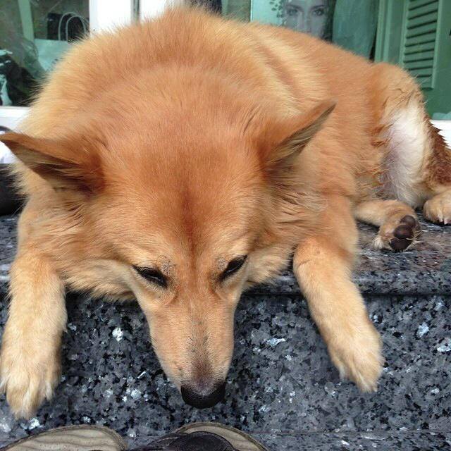 สภาพน้องหมาหลังจากส่งสุดสวย อั้ม พัช...ชีวิตมันเศร้า