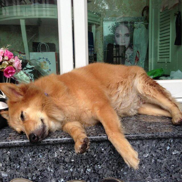 สภาพน้องหมาหลังจากส่งสุดสวย อั้ม พัช...ชีวิตมันเศร้า