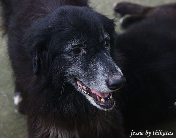 สัยว์เลี้ยงของผม 11 / Jessie