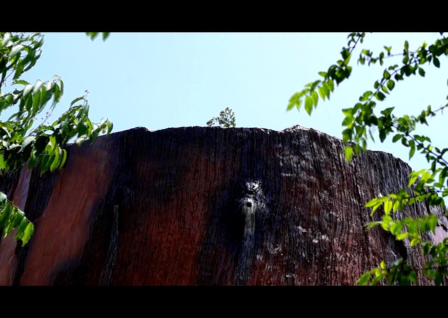 ภาพจากภาพยนตร์ ตะเคียน