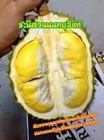 ทุเรียนนนท์ ปี57 ถึงมีน้อยแต่ก็พอได้ชิมกัน