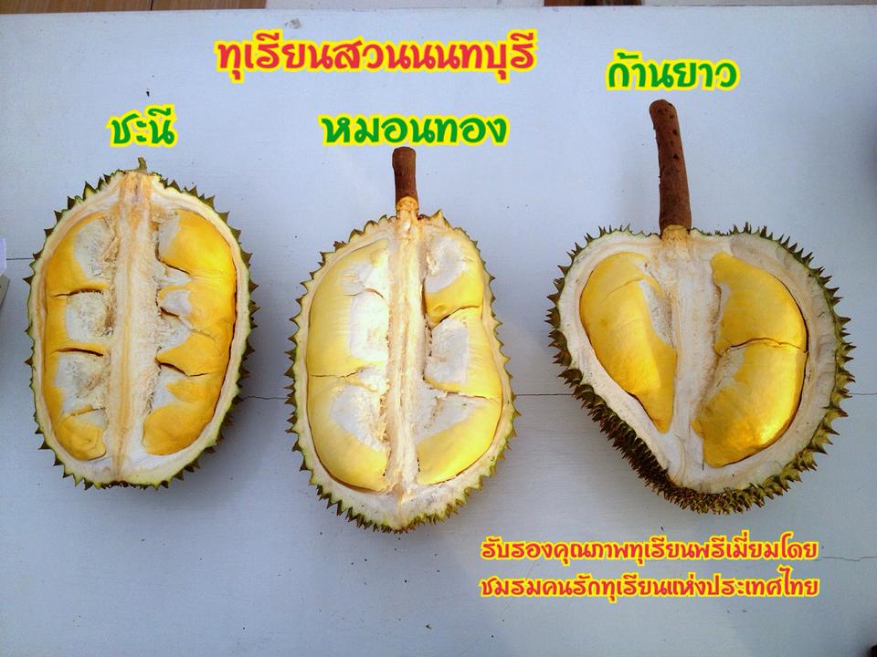 ทุเรียนนนท์ ปี57 ถึงมีน้อยแต่ก็พอได้ชิมกัน