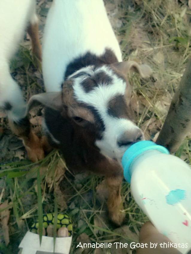 My other pets