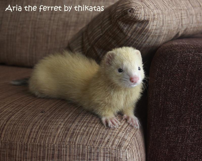 My other pets